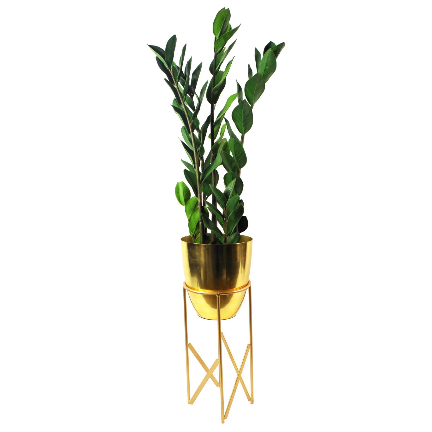 Artificial Plant Foliage 75cm Zanzibar Gem Plant