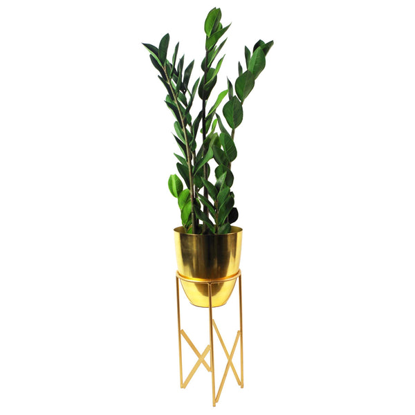 Artificial Plant Foliage 75cm Zanzibar Gem Plant