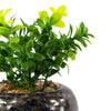 Artificial Plant Ceramic Planter Desk Plant Crassula 16cm