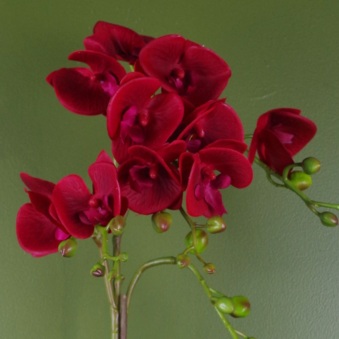 Red Orchid Artificial Dark Red Gold 50cm