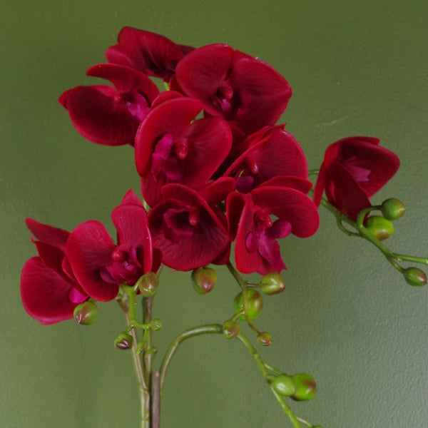 Red Orchid Artificial Dark Red Gold 50cm