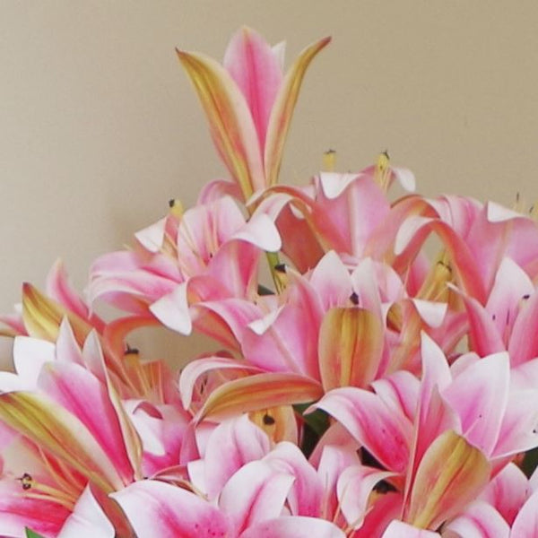 Artificial Flowers Lily Plant Pink Bare Stem 60cm Pack 12