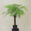 Artificial Fern Plant Pot Fern Tree 65cm Realistic Faux House Plants