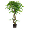 Large Artificial Japanese Fruticosa Ficus Tree Rainbow 120cm 4ft Realistic