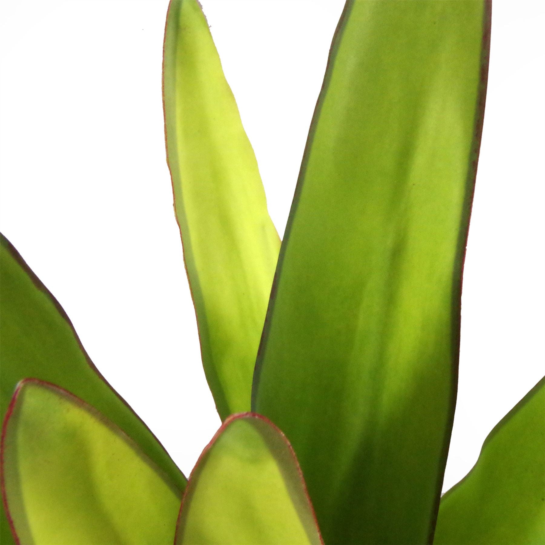 Artificial Plant Tropical Moonshine Sansevieria