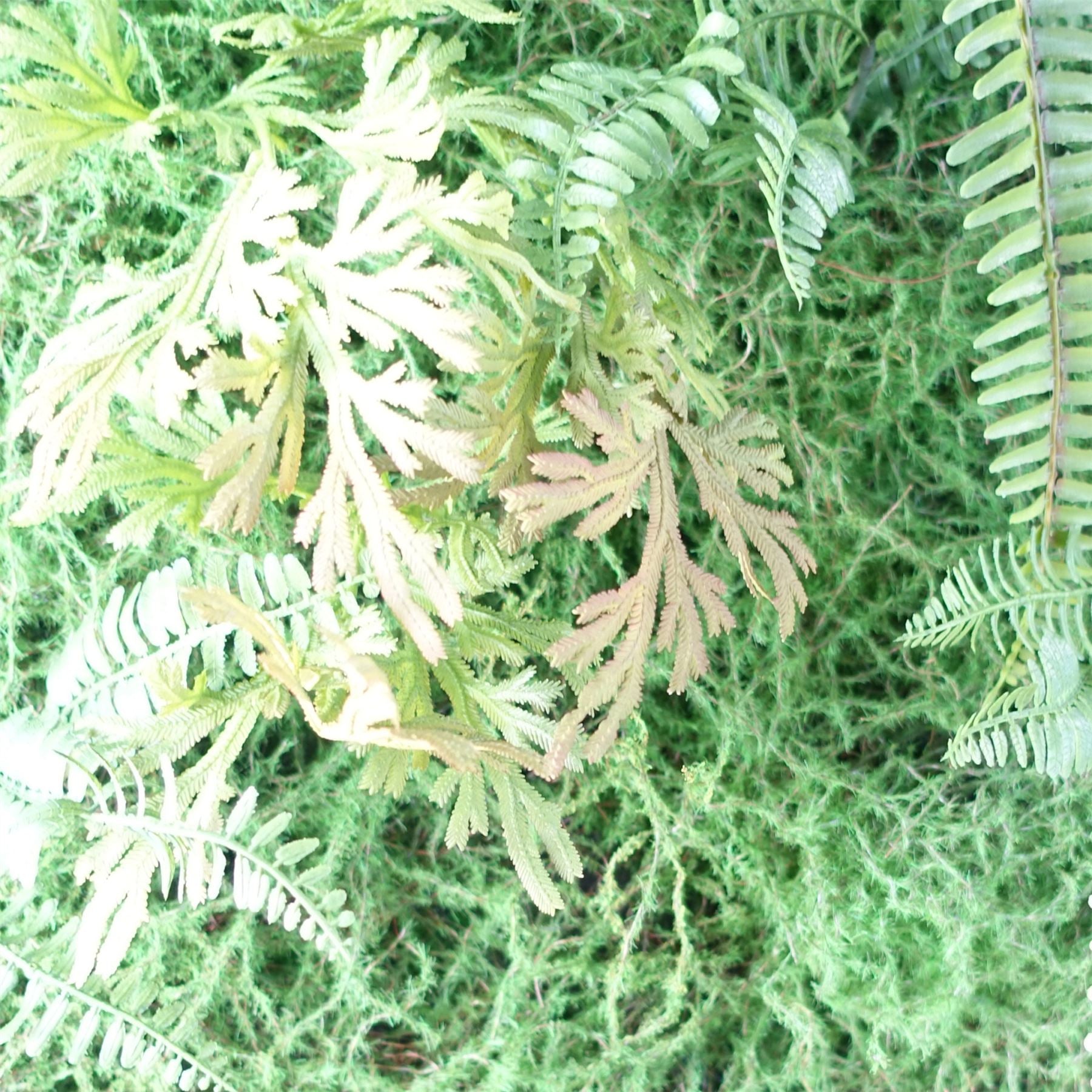 Artificial Green Wall Fern Large