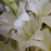 Artificial Flowers Lily Plant White Bare Stem 60cm Pack 12