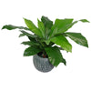 Artificial Bird Nest Fern Plastic weighted pot 60cm Plants