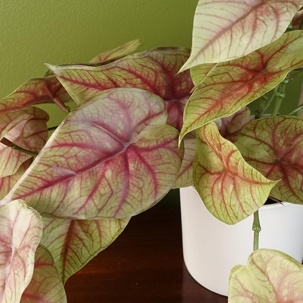 30cm Artificial Pink Caladium Trailing Plant