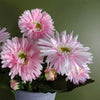 Pink Daisy Plant Artificial