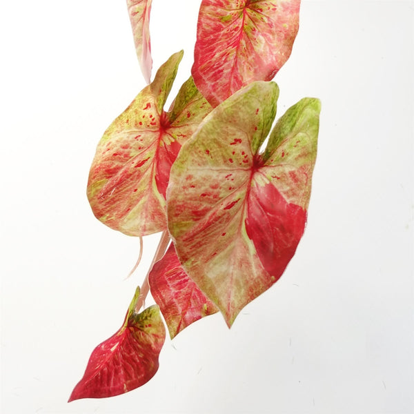 Artificial Hanging Plant Pink Splash Caladium