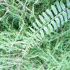 100cm Artificial Natural Look GreenWall Ferns Large