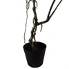 Artificial Monstera Plant Twisted Double Cheese Plant 60cm 60cm UK