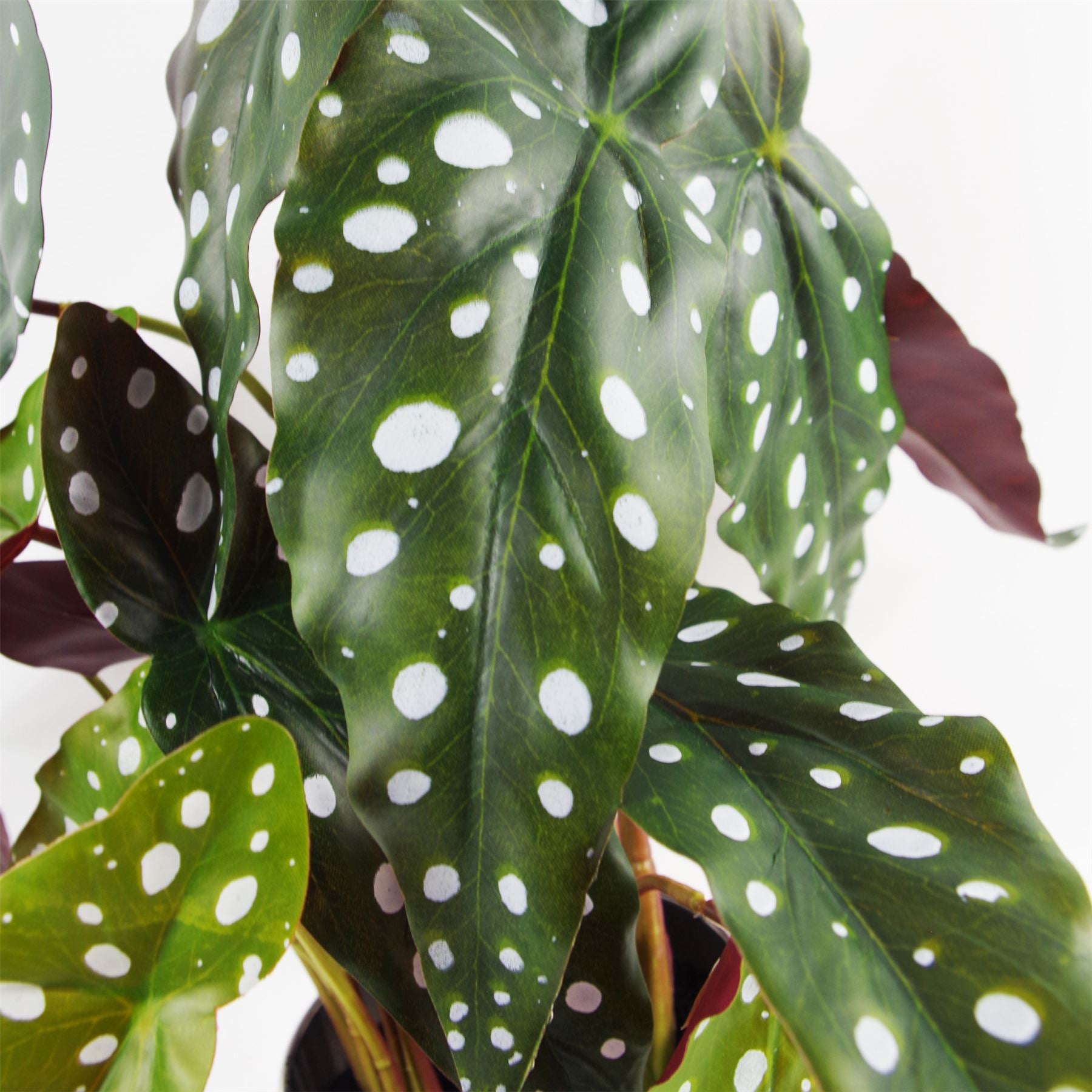 Artificial Spotty Begonia Maculata Plant 40cm Plant