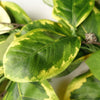 Artificial Garland Hanging Plant Variegated Ficus Plant