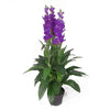 Artifical Orchid Plant 100cm Lilac 100cm Realistic Faux House Plants Flowers