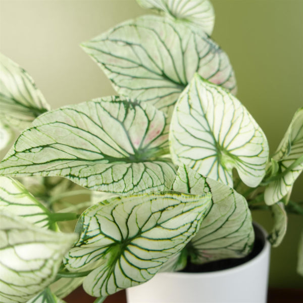 30cm Artificial Trailing Plant Variegated Alocasia