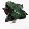 Artificial Ficus Plant Teal Blue Green Ceramic Planter