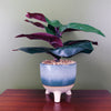 Artificial Ficus Plant Teal Blue Green Ceramic Planter 35cm