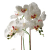 Artificial Orchid Glazed Planter White Glazed Planter 65cm