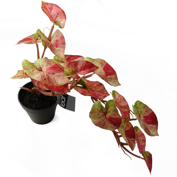 Artificial Hanging Plant Pink Splash Caladium