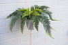 Urban Jungle Hanging Fern Plant 100cm Plants