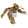 Artificial Pink Caladium Trailing Plant