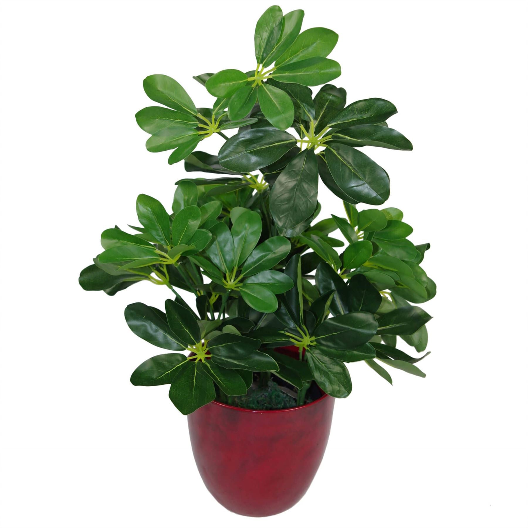 Artificial Arboricola Plant Umbrella Tree