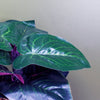 Artificial Ficus Plant Teal Blue Green Ceramic Planter 35cm