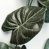 120cm Artificial Trailing Hanging Plant Realistic Alocasia Dragon Scale Dark