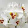 Artificial Orchid Glazed Planter White Glazed Planter 65cm