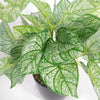 Artificial Fern Plant 40cm Araceae Plants