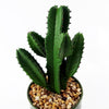 Artificial Cactus Cacti Planter Green Ceramic