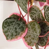 Artificial Hanging Plant Pink Plant Hearts