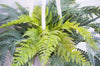 Urban Jungle Hanging Fern Plant 100cm Plants