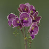 Purple Orchid Artificial Leopard Gold 50cm