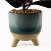 Artificial Ficus Plant Teal Blue Green Ceramic Planter