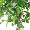 Artificial Japanese Fruticosa Ficus Tree Silver 120cm