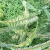 100cm Artificial Natural Look GreenWall Ferns Large