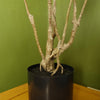 Dragon Plant Dracaena Tree Artificial 125cm Look