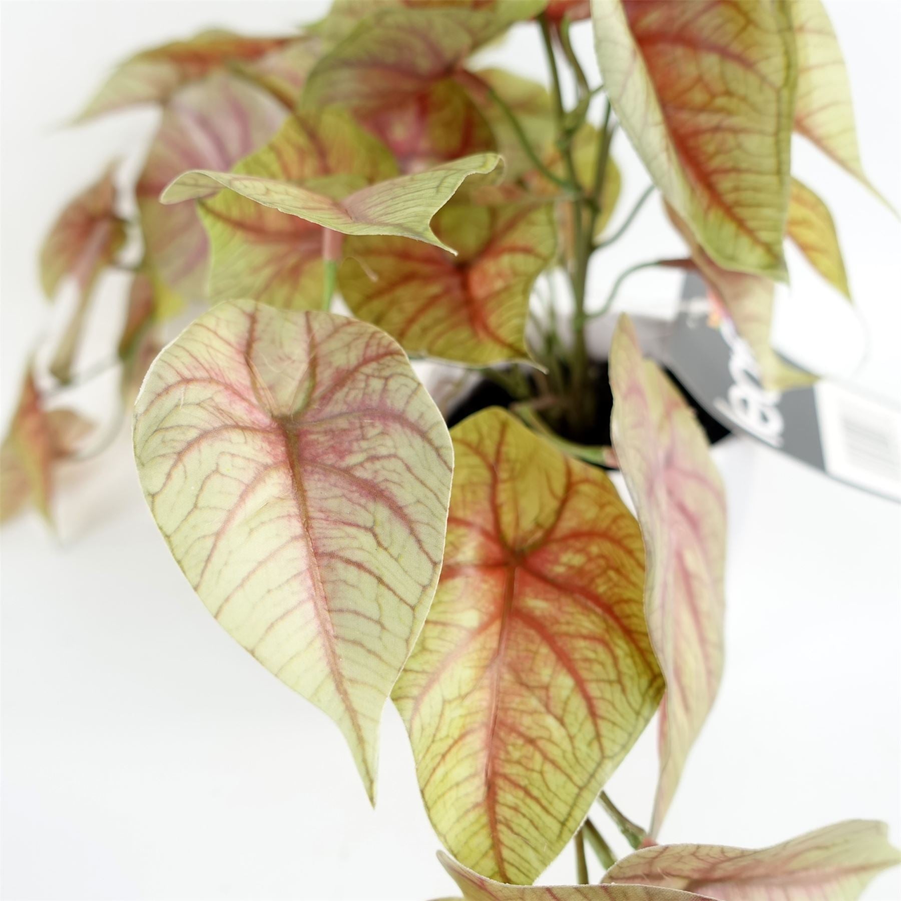 Artificial Pink Caladium Trailing Plant