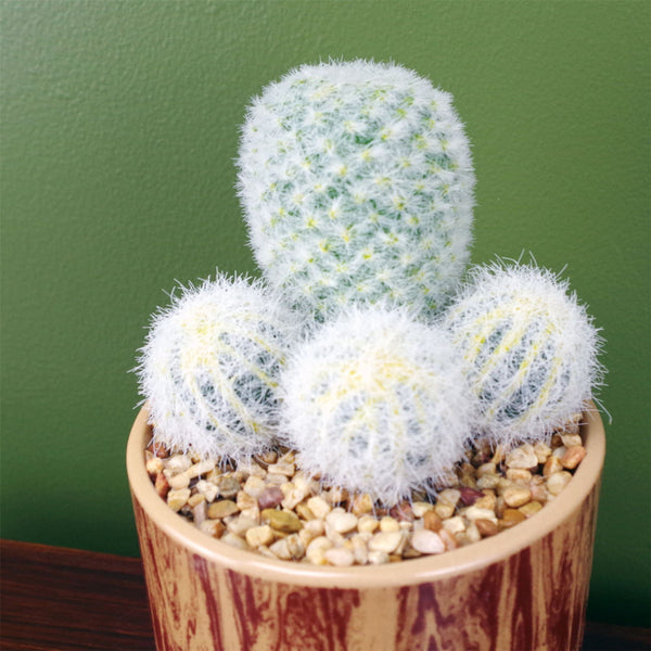 Artificial Cactus Arrangement in Ceramic Planter 20cm