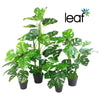 Artificial Cheese Plant Monstera Plants 100cm Monstera 100cm