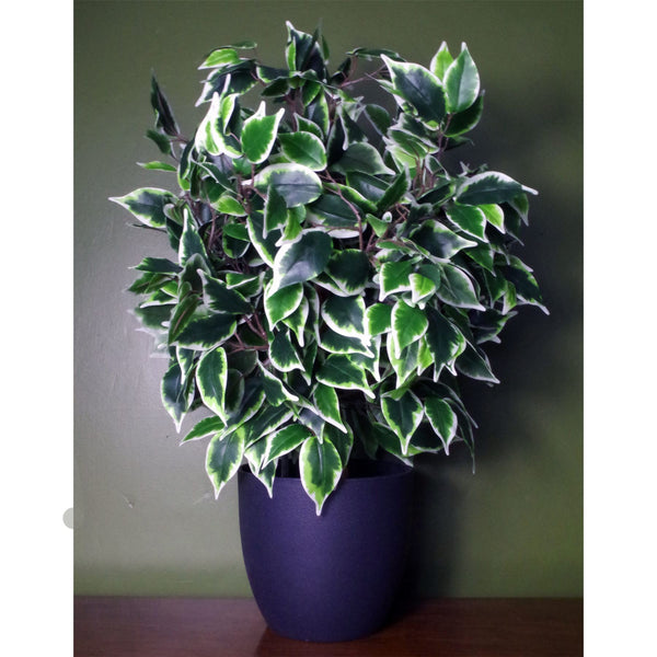 Artificial Ficus Tree Plant Variegated Ready to Display