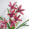 Artificial Orchid Black Ceramic Planter Dark Pink 50cm