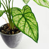 Artificial Plant Taro in Decorative Planter