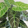 Artificial Foliage Plant Pot 60cm Amazonica