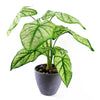 Artificial Plant Taro in Decorative Planter