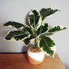 Artificial Pothos Variegated Plant Planter 40cm