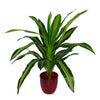 Tropical Artificial Plants 90cm Dracaena House Plant